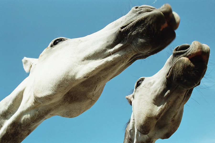 1 Perspectivas del caballo