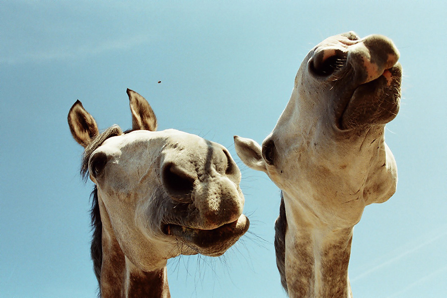 2 Perspectivas del caballo