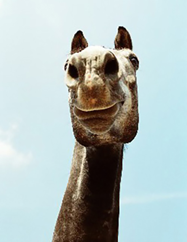3 Perspectivas del caballo