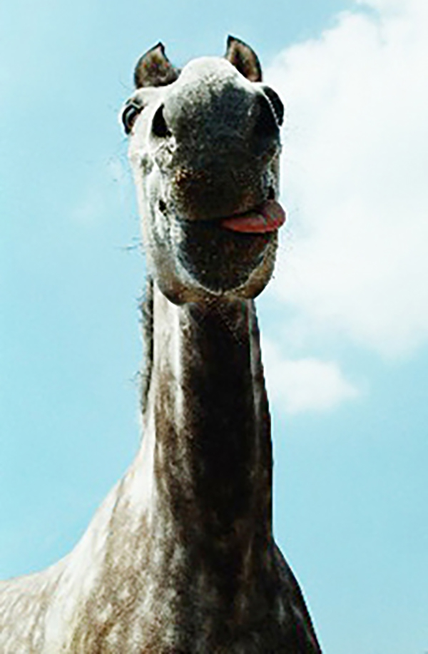 4 Perspectivas del caballo